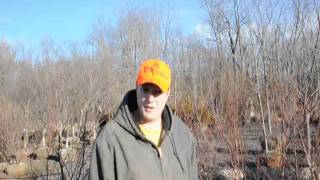 Rirver Birch Tree  Facts on Planting   By Mike Hirst