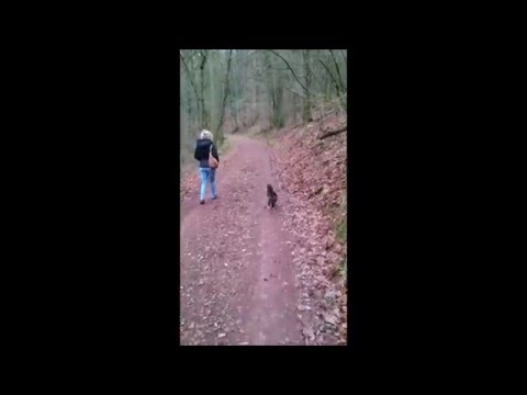 Maine Coon Katze Spaziert An Der Leine Maine Coon Cat