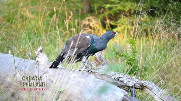 Croatia Open Land Tours DMC - photo hunt on Tetrao urogallus (western capercaillie)