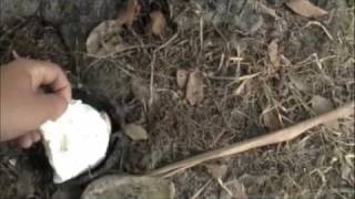 Tapping Rubber Trees