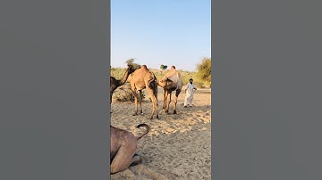 Camel 🐪 testing program #shorts #shortsfeed