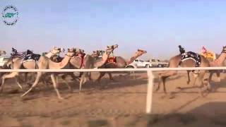 الشوط 12 قعدان مفاريد 1436/8/12هـ-2015/5/30م متعب(سليمان بن رويشد الجهني)