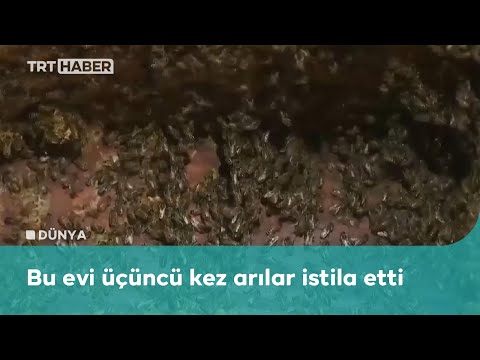 ABD'de bir evden 10 bin arı çıkarıldı
