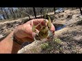SUMMER 2025!! 🦞 🎣 🇦🇺
