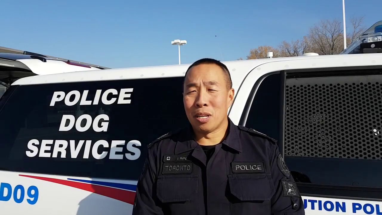TPS Police Dog Services (K9) Training YouTube