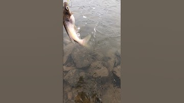 Phải phong chức danh,vua câu cá ngạnh sông đà đối với cần thủ tiền bối thôi mọi người ơi.#shorts