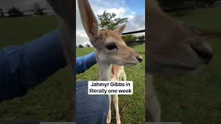 Detroit Lions football is one week