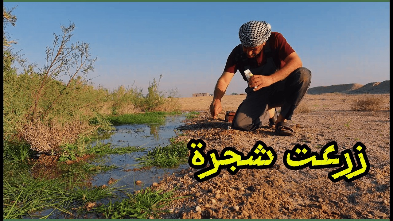 زرعت الغضأ و السنط العربي