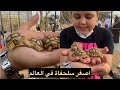  اصغر سلحفاة في العالم سبحان الله