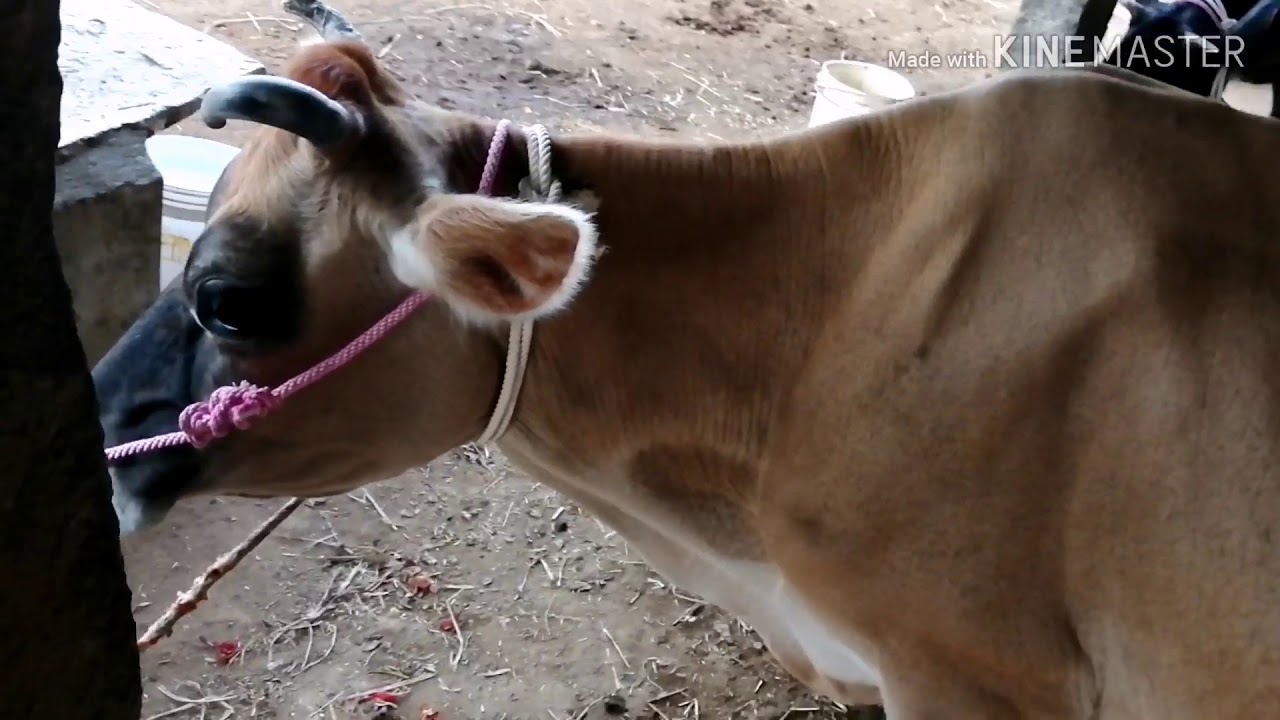 Beautiful Jersey cow milking 18 litres a day,,,, cost 55,000 YouTube