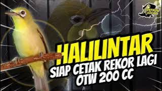 Kecial Kuning Viral HALILINTAR Siap Cetak Rekor 200 CC‼️Speed   Power Mantap | PEPADU KECIAL