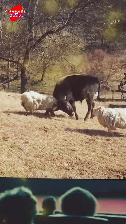 Banteng Vs Domba adu kepala #wildanimals #animals #amazinganimals #movie #shorts