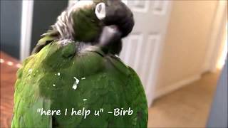 Pin feather fix | Demo  How to remove pin feathers | Part 2 | Preening EverythingAnimals CA