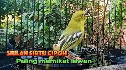 SIRTU cipoh gacor juara siulan paling memikat lawan #cipohgacor @srfchannel3881