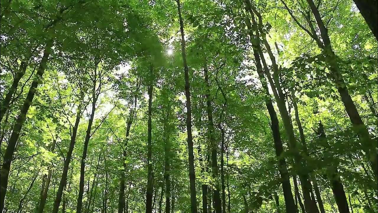 Calming wind sound. Birds Singing. Relaxing sound. No music - YouTube