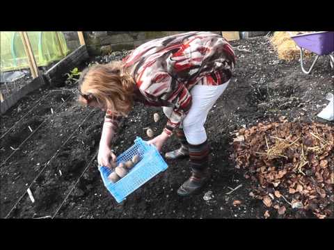 Marina S Garden No 22 NO DIG Sowing Sarpo Mira Seed Potatoes