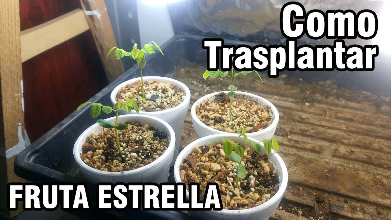 Como trasplantar las semillas de Fruta Estrella || México Verde