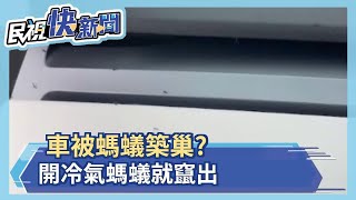 螞蟻車上趴趴走 車主:爬到頭髮不堪其擾－民視新聞