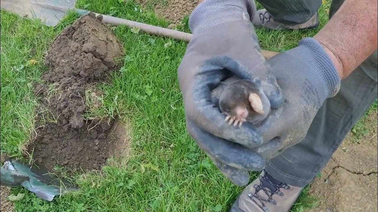 Comment attraper une taupe vivante avec deux bêches ? YouTube