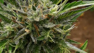 Gorilla grow site2 update