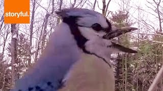 Credit: YouTube/Jody Hartman Watch More Wild Animal Videos: https://www.youtube.com/watch?v=YdKN4m19tSA&list=