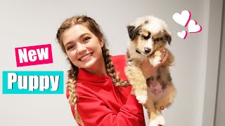 Bringing Home My New Puppy! Puppy Reveal!