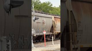 Never thought I’d see this many Illinois Central hoppers so I got them all! #fyp #train #cn #ic #il