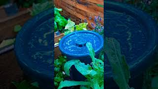 2 in 1 Hydrocup #garten #bewässerung