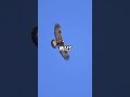 Golden Eagles: Nature's Fierce Flyers!