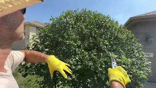 How to Trim a Lilac Standard
