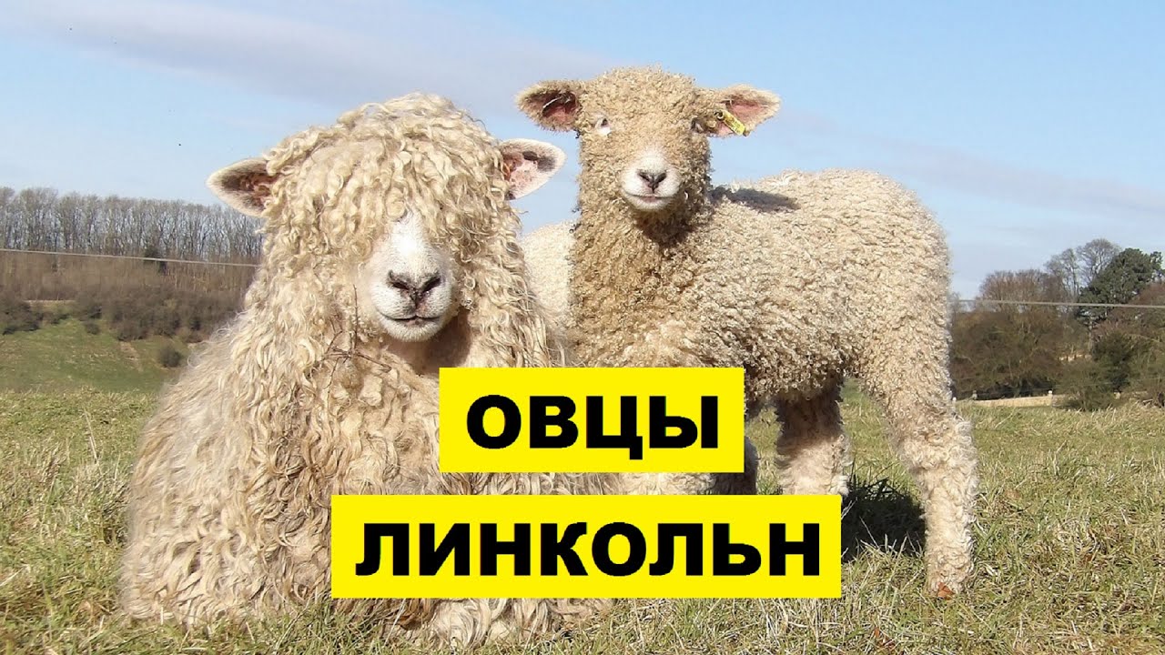 Овца линкольн фото