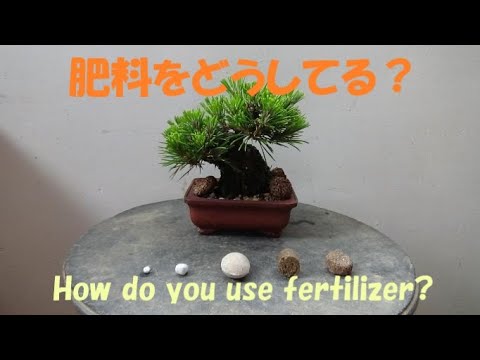 盆栽工房 春嘉 #152 【盆栽用肥料】【初心者向き】私はこのように肥料を使っています How to use different fertilizers for bonsai hqdefault