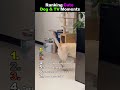 Ranking Cute Dog & TV Moments 🐶 (TV Chaos, Snacks & Confusion) #viral #dogs #fyp #funny #cute