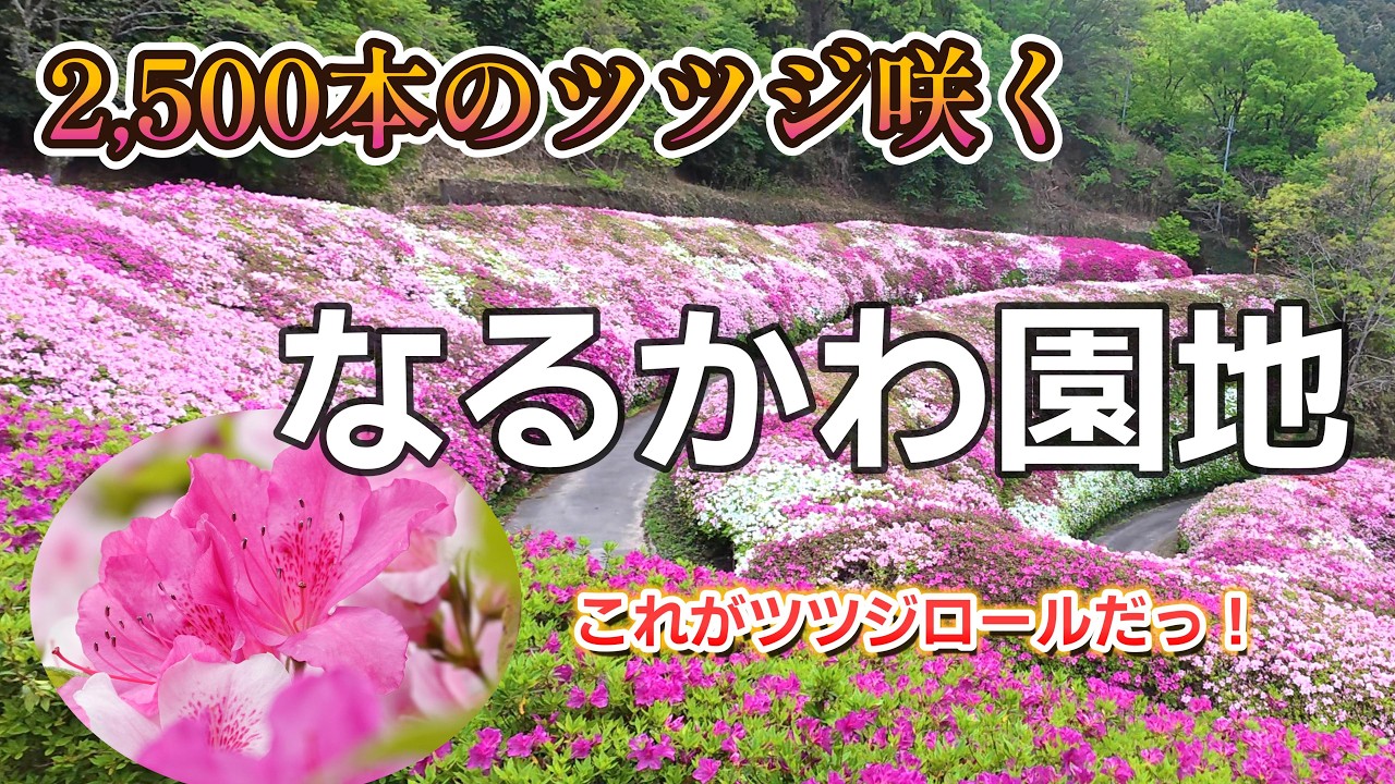 Osaka - Scenic Hiking] Azaleas are in full bloom! Visit the azalea