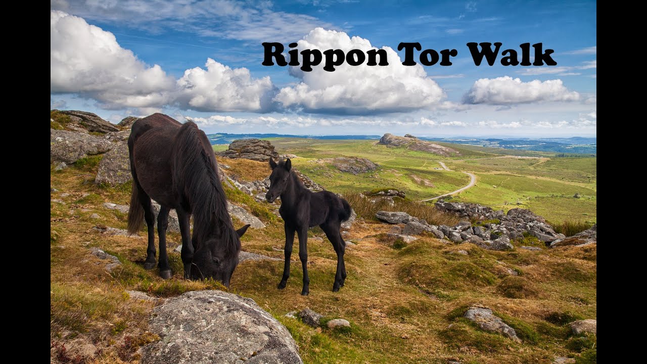 Dartmoor Walks: Rippon Tor