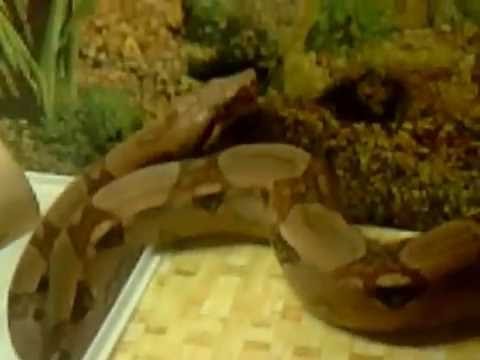 boa constrictor imperator het albinos