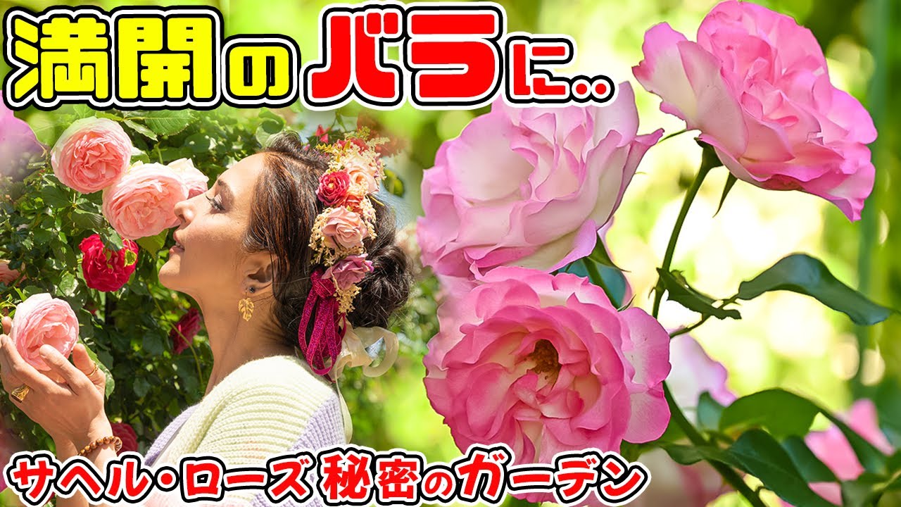 満開のバラたちに癒されて..🌹】サヘル・ローズ 秘密のガーデンへ