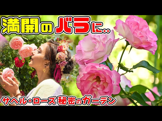 満開のバラたちに癒されて..🌹】サヘル・ローズ 秘密のガーデンへ