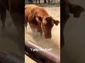 Bull tries to crush me! #bull #cowboys #agriculture