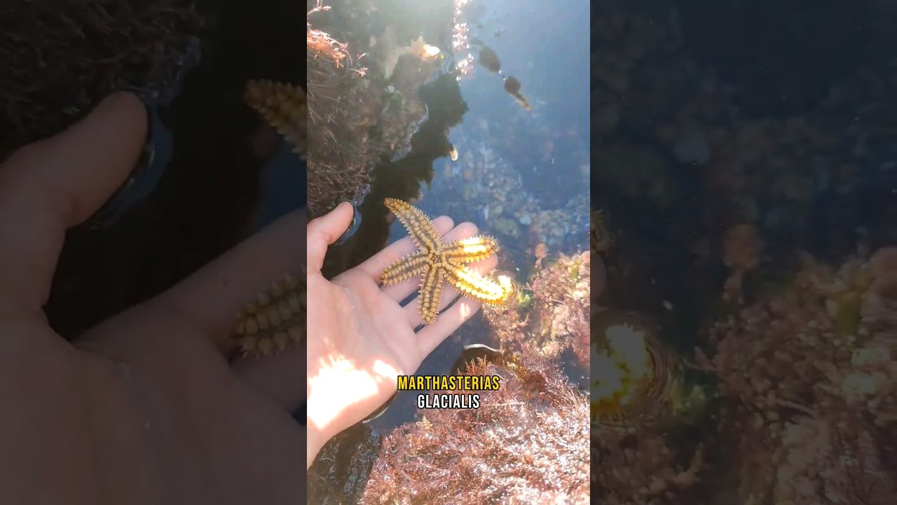 Estrellas de mar en 30 segundos #shorts #curiosidades #biologia #faunamarina