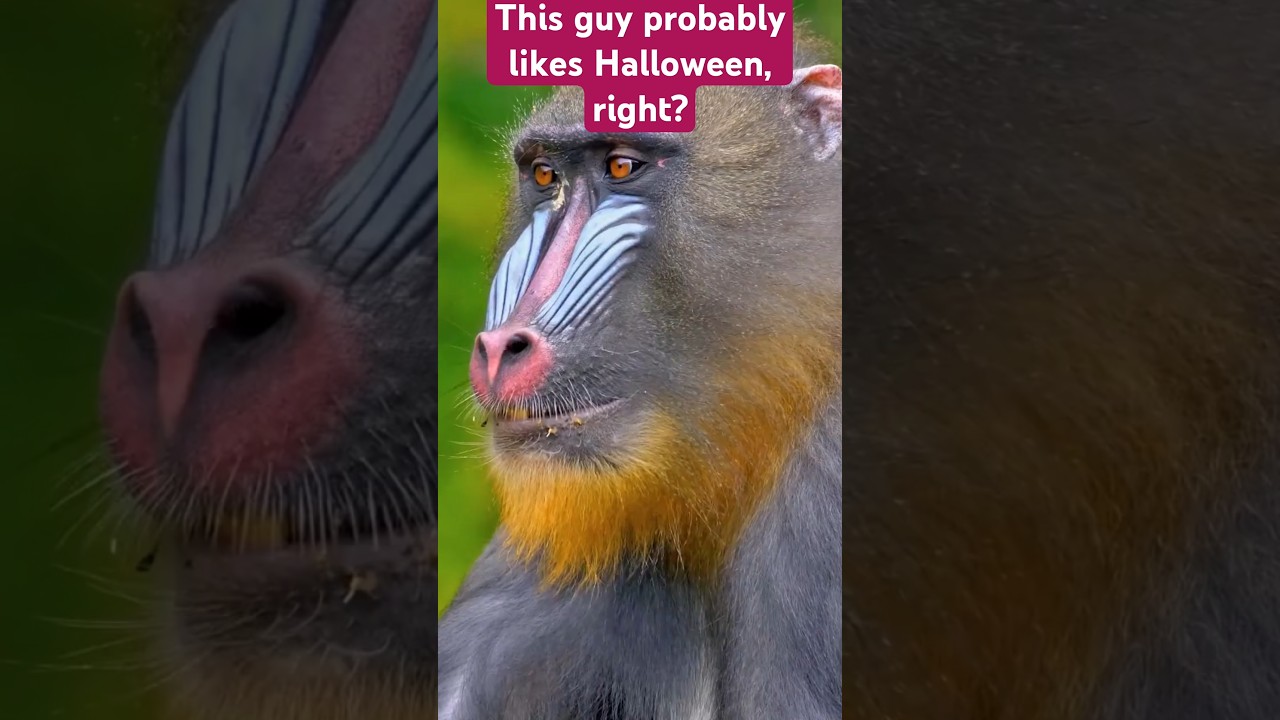 🐵Mandrill: The monkey with a painted face and butt