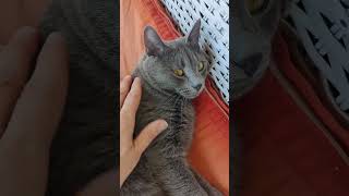 E VOI SIETE PIÙ CAMILLO O GINEVRA? #camillo #cat #funnyvideo #perte #catshorts #gatti