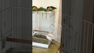 Leopold The Cat Who Loves Little Parrots Very Much