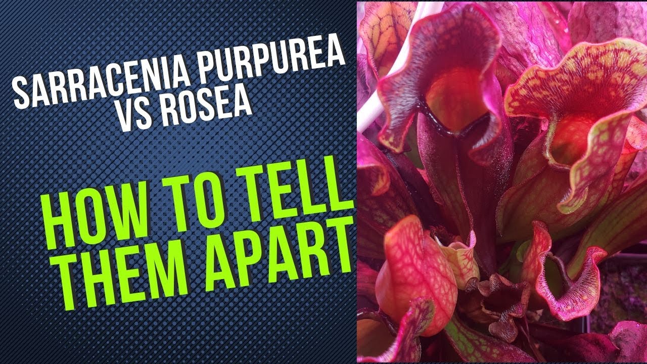 How To Tell Sarracenia Purpurea and Sarracenia Rosea Apart