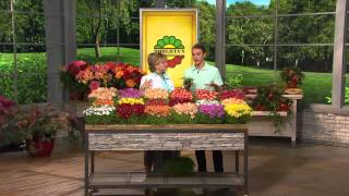 Roberta's 18-piece Hardy Succulent Flowering Ice Plants with Carolyn Gracie