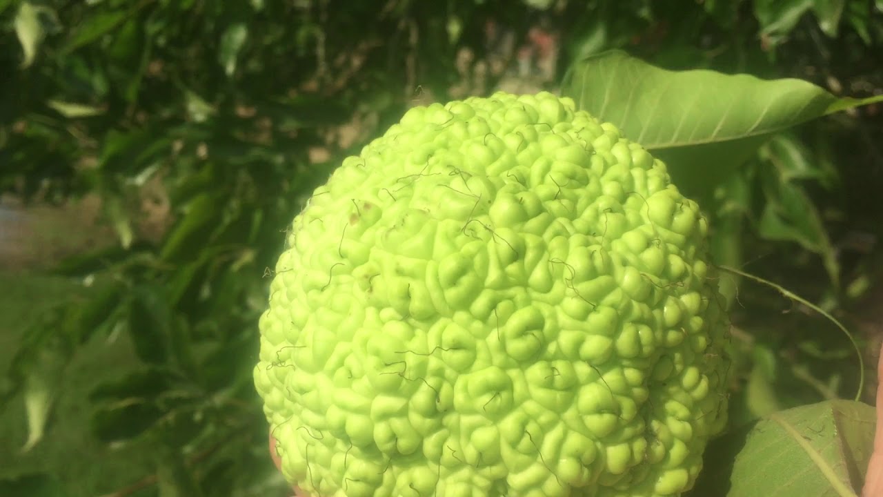 Horses Love Hedge Apples YouTube