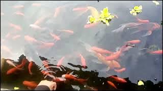 #ikankoi #ikanhiyas #ikanhoki #koki #maskoi #maskoki #ikanmaskoki