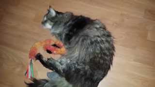 Maine Coon and cat loving catnip spray by José entrena 877 views 9 years ago 1 minute, 59 seconds