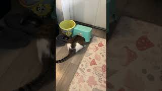 Cat Gets Stuck Under Plastic Stool