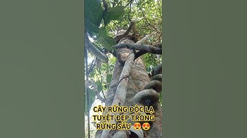 CÂY RỪNG ĐỘC LẠ TUYỆT ĐẸP TRONG RỪNG SÂU TÂY NGUYÊN.